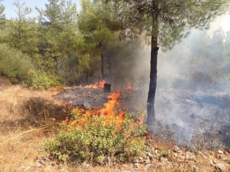 Milas’ta Orman Yangını
