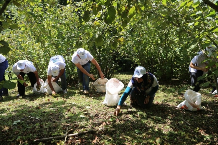 Sigortalı Fındık İşçileri Bahçede