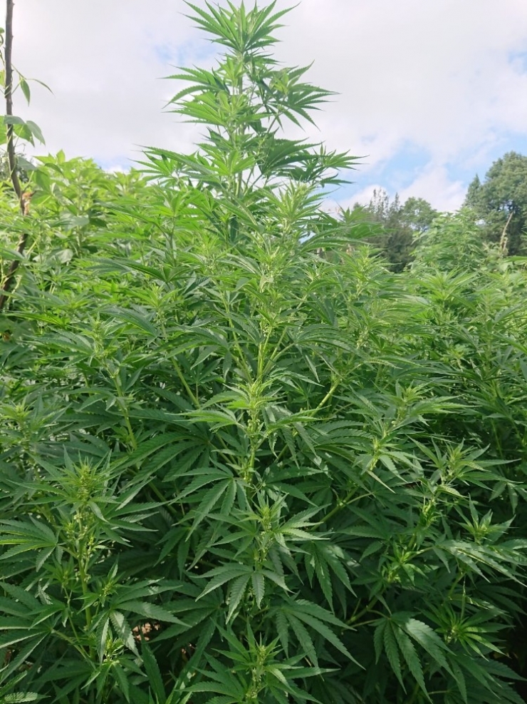 Samsun’da 575 Kök Hint Keneviri Ele Geçirildi