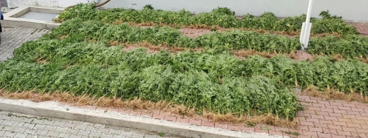 Samsun’da 575 Kök Hint Keneviri Ele Geçirildi