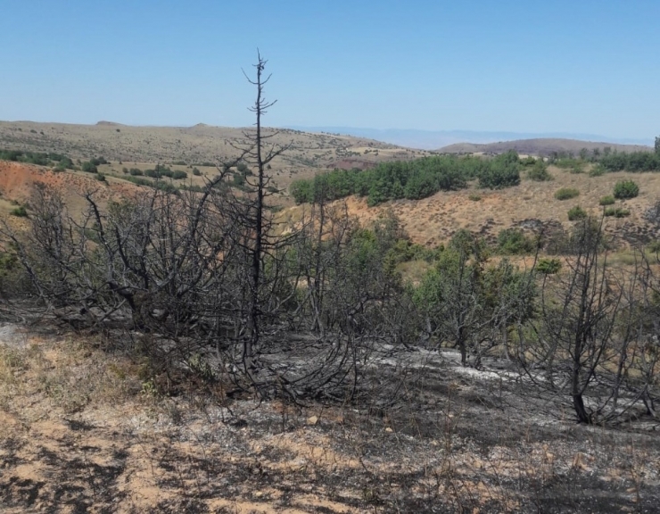 Sungurlu’da Orman Yangını