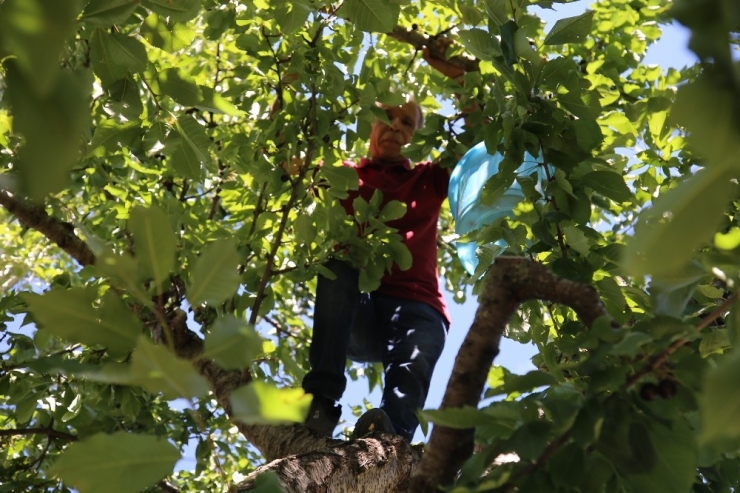 Artova’da Tarımsal Atak