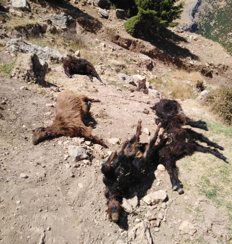 Kurt Ahırdaki Keçilere Saldırdı