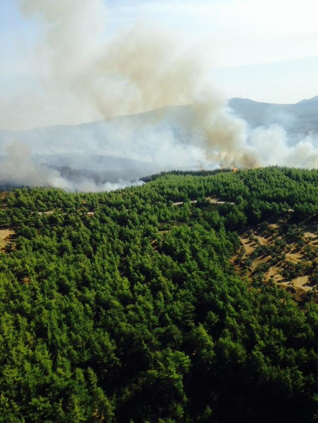 Nazilli’de 10 Dönüm Ormanlık Alan Kül Oldu
