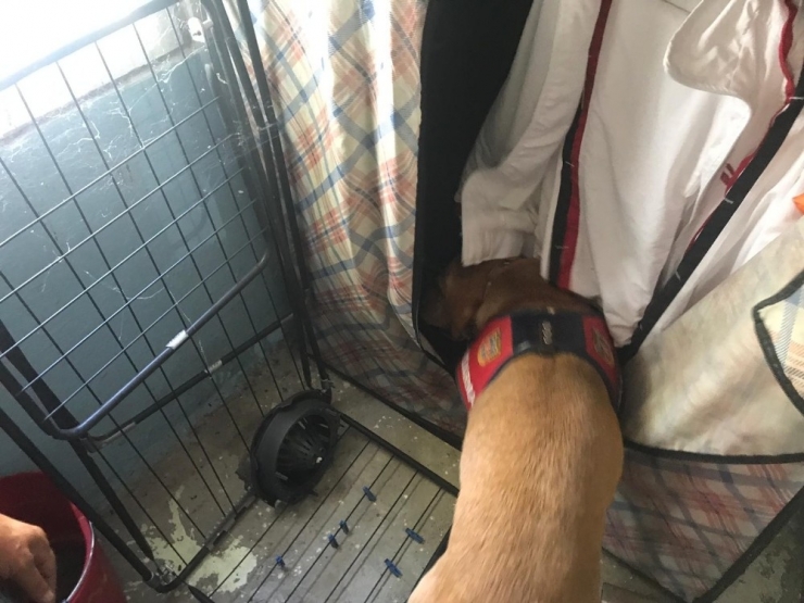 Cesur’dan Uyuşturucuya Geçit Yok