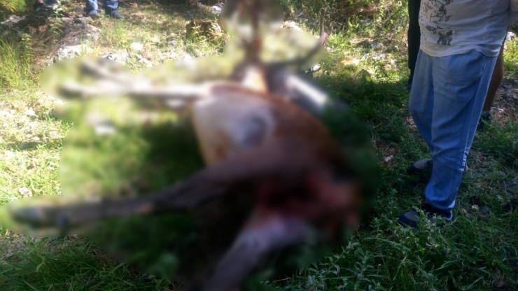 Yürüyüşe Çıkan Doğaseverler Kızıl Geyik Leşi İle Karşılaştı