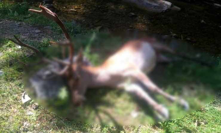 Yürüyüşe Çıkan Doğaseverler Kızıl Geyik Leşi İle Karşılaştı