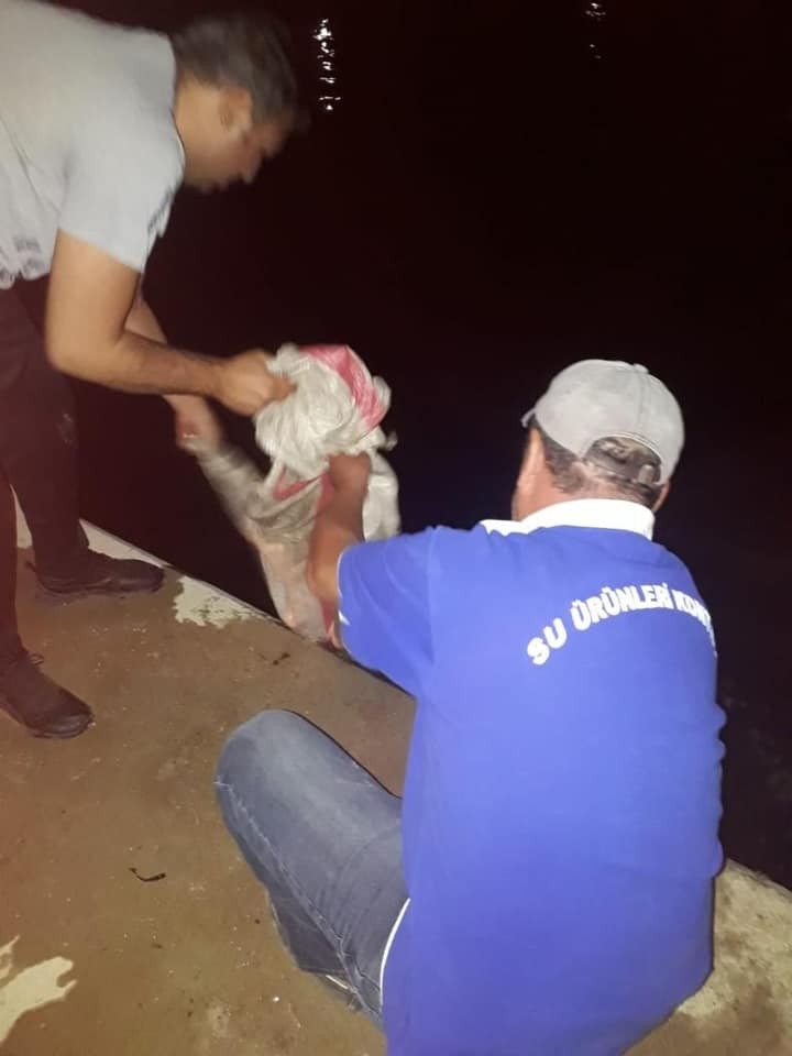 Didim’de 500 Kilo Deniz Patlıcanı Ele Geçirildi