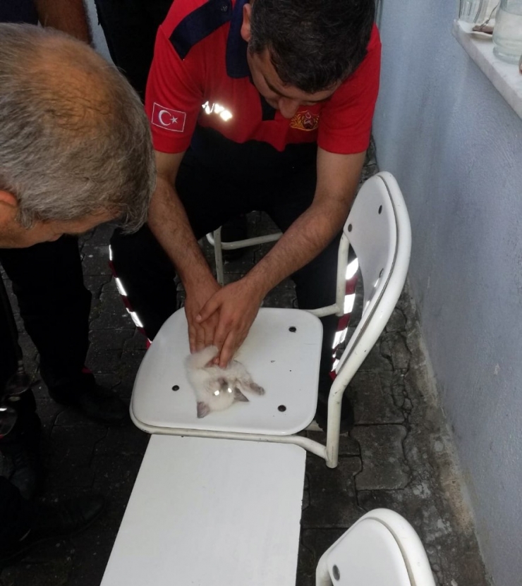 Kalbi Duran Kediye İtfaiye Erlerin Kalp Masajı Ve Suni Teneffüs Çabası