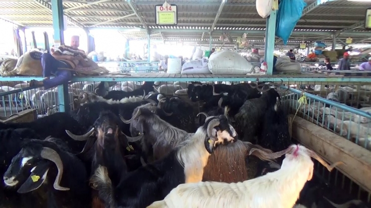 Canlı Hayvan Pazarında Yaşam