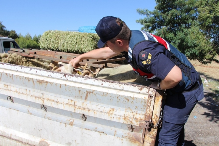 Jandarmadan Bayram Öncesi Yol Ve Kurbanlık Denetimi