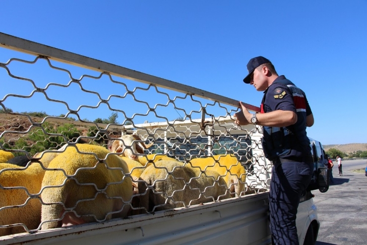 Jandarmadan Bayram Öncesi Yol Ve Kurbanlık Denetimi