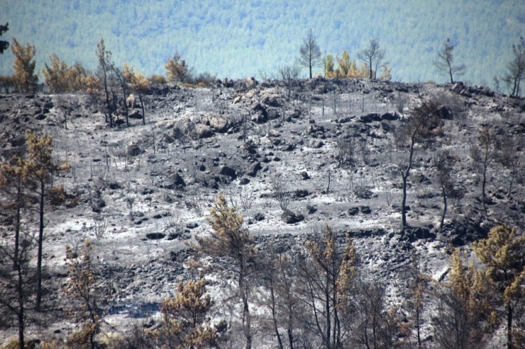 Binlerce Çam Ağacı, Yüzlerce Zeytin Ağacı Yok Oldu