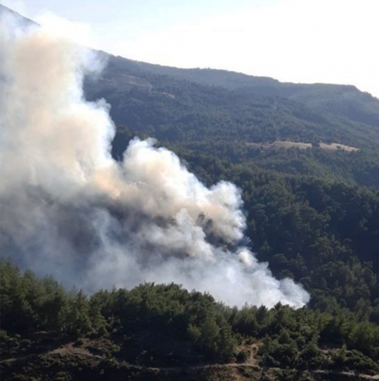 Muğla’da Orman Yangını