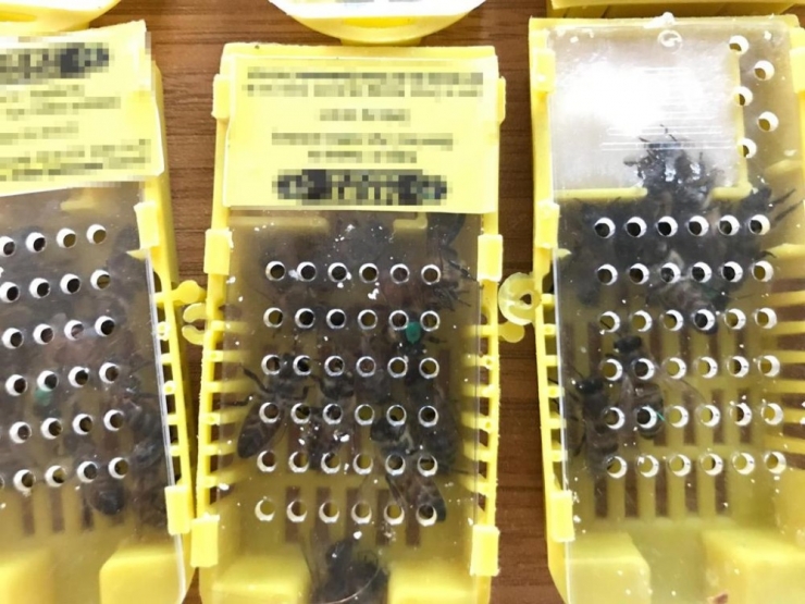 Sabiha Gökçen Havalimanında Bal Arısı Operasyonu