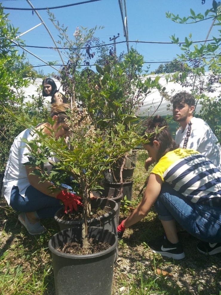 Subü Öğrencilerinden Yaz Serasında Aşı Uygulaması