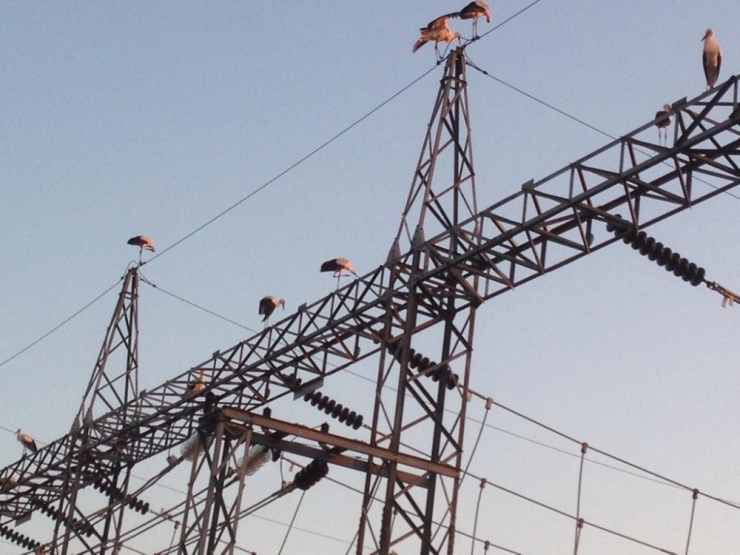 Leylekler Trafo Merkezine İndi, Bölge Elektriksiz Kaldı