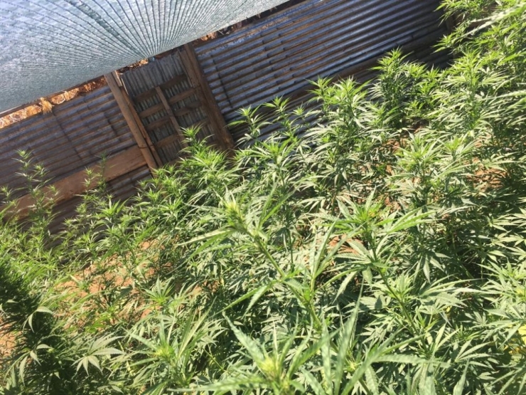 Tunceli’de Uyuşturucu Operasyonu: 2 Tutuklama