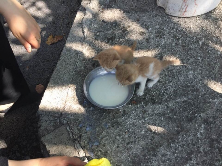 Biberonda Bulunan Sütle Kedi Yavrularını Kurtardı