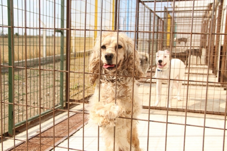 Bayramlarda Köpek Otellerinde De Yer Yok