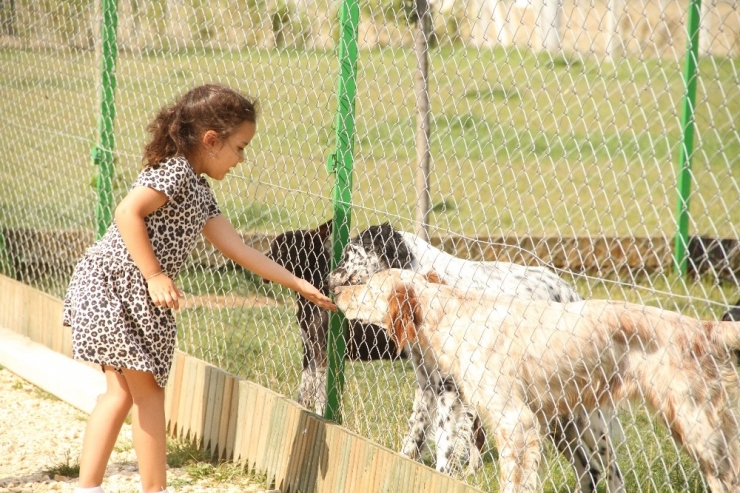 Bayramlarda Köpek Otellerinde De Yer Yok