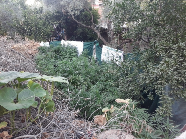 Beydağ’da Jandarmadan Uyuşturucu Ve Silah Baskını