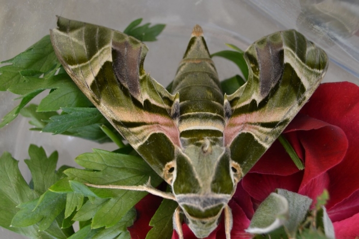 Manisa’da Ender Görülen ’Mekik Kelebeği’ Bulundu