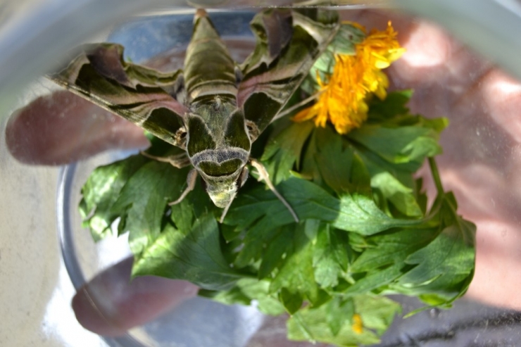 Manisa’da Ender Görülen ’Mekik Kelebeği’ Bulundu