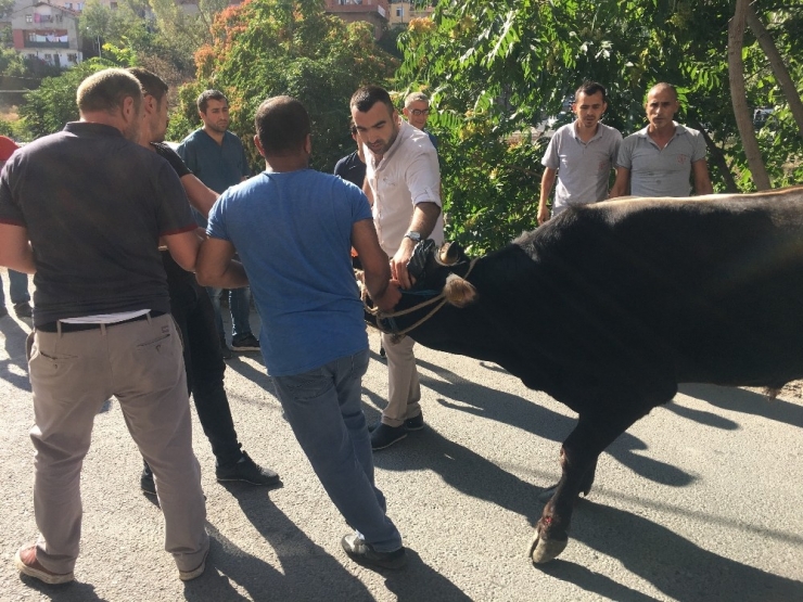 Ataşehir’de Sahibinin Elinden Kaçan Kurbanlık Dana Zor Anlar Yaşattı