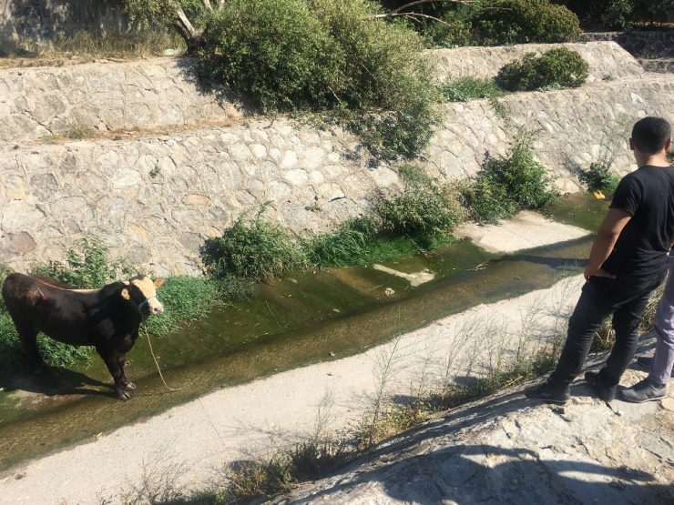 Ataşehir’de Sahibinin Elinden Kaçan Kurbanlık Hayvan Derede Mahsur Kaldı