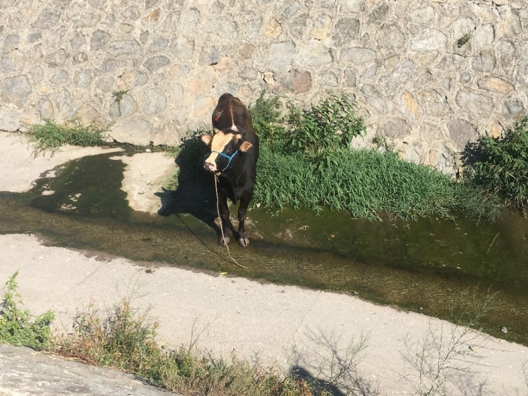 Ataşehir’de Sahibinin Elinden Kaçan Kurbanlık Hayvan Derede Mahsur Kaldı