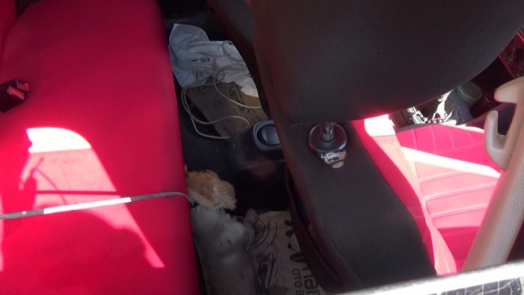 Düzce’de Otomobil İçine Bırakılan Köpek Sıcaktan Ve Bağlı Olduğu İpe Dolanıp Öldü