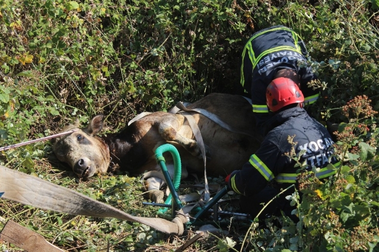 7 Saat Süren Kaçak Kurbanlık Kovalamacası, Hayvanın Bayılmasıyla Son Buldu