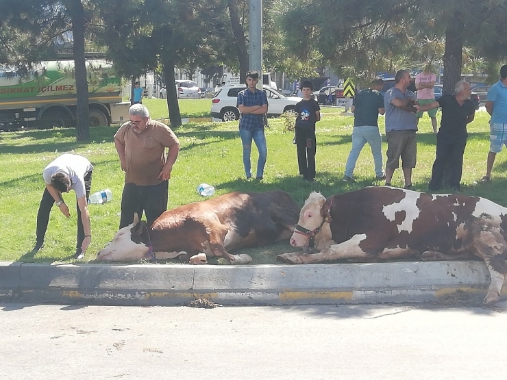 Kapalı Kasada Taşınarak Havasız Kalan Kurbanlık ’Telef Olmasın’ Diye Cadde Ortasında Kesildi