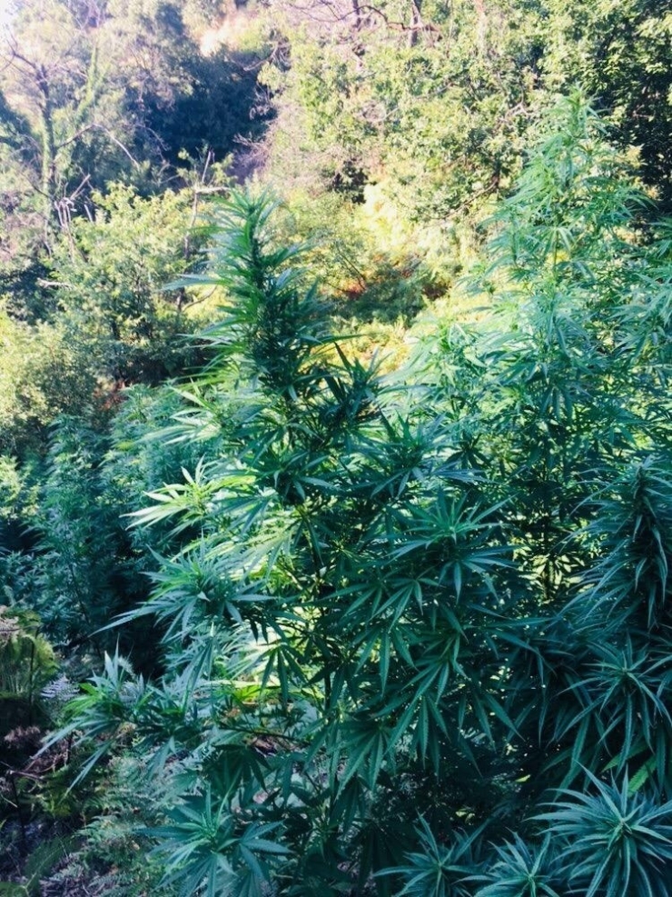 Ormanlık Alanda 2 Bin 350 Kök Hint Keneviri Ele Geçirildi