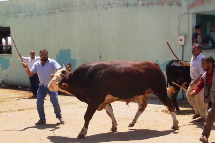 Pazarda Sahiplerinin Elinden Kaçan Boğalar Zor Anlar Yaşattı