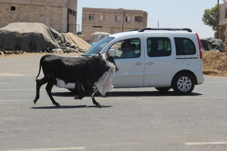 Pazarda Sahiplerinin Elinden Kaçan Boğalar Zor Anlar Yaşattı