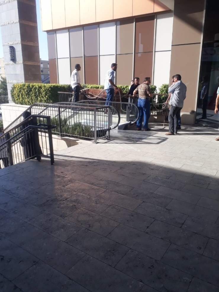 Şanlıurfa’da Kurbanlık Boğa Zor Anlar Yaşattı