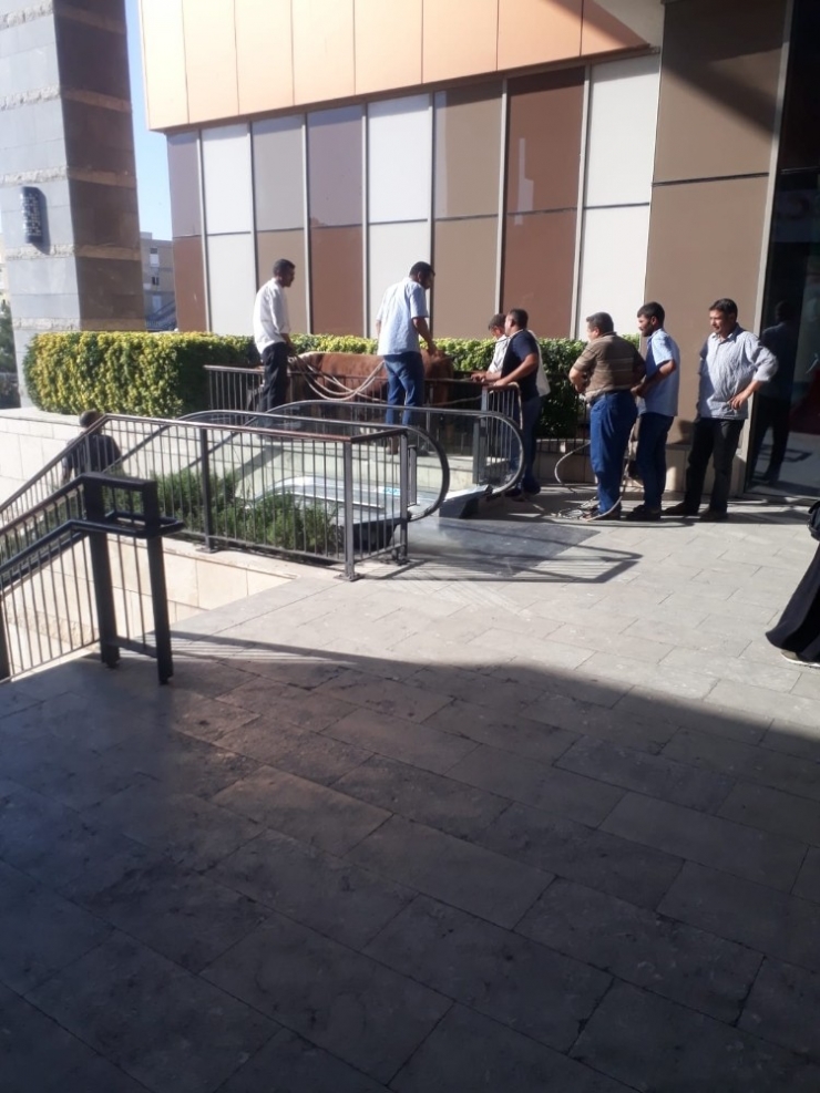 Şanlıurfa’da Kurbanlık Boğa Zor Anlar Yaşattı