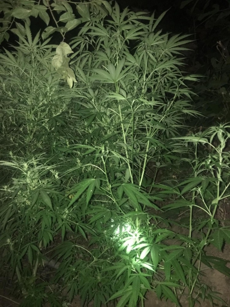 Sarıgöl’de Uyuşturucu Operasyonu