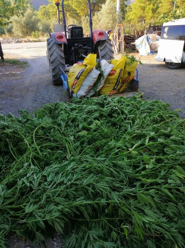 Dalaman’da Uyuşturucu Operasyonu