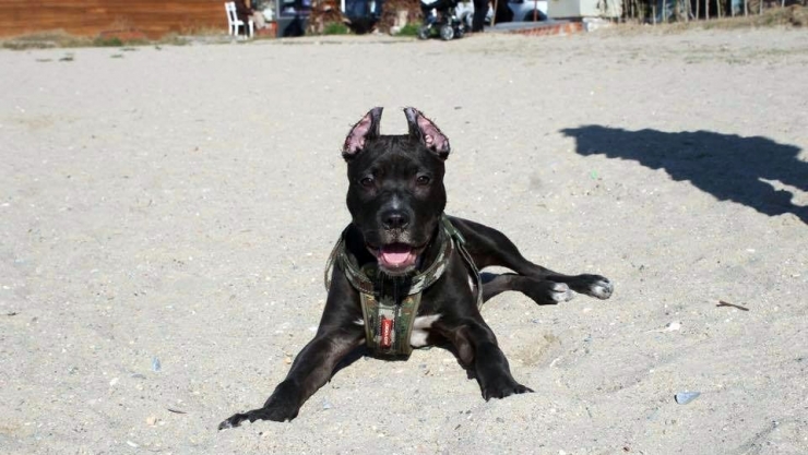 Pitbull Cinsi Köpeğin Saldırısına Uğrayan Bir Kişi İle Komşusu Yaralandı