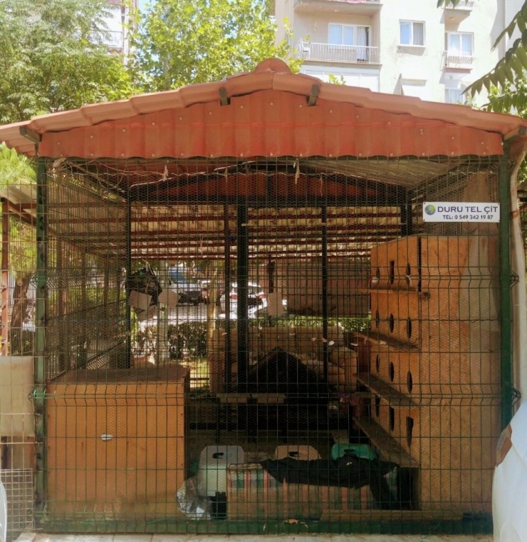 Kedi Evinin Onarımını Yaparak Ceza Almaktan Kurtuldu