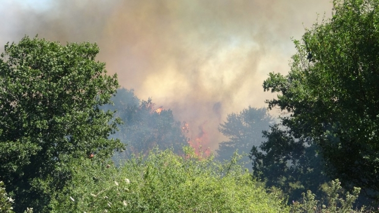 Pendik’te Korkutan Orman Yangını Söndürüldü