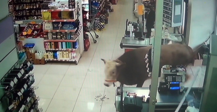 Kurbanlık Dana Girdiği Marketi Yerle Bir Etti
