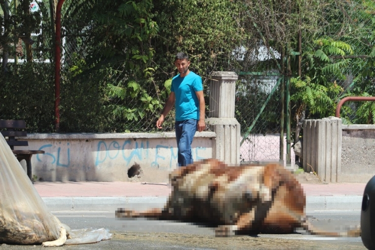Tırdan Caddeye Dökülen Boğa Leşi Ve Kurban Atıkları, Sürücü Ve Yayalara Zor Anlar Yaşattı
