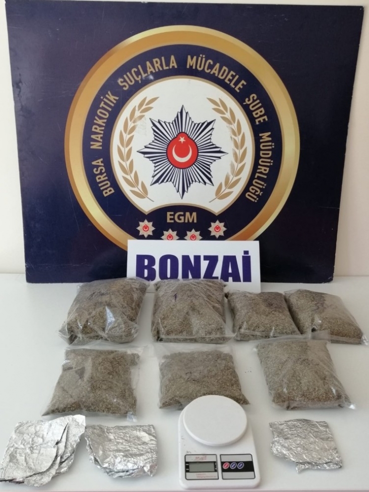 Bayram Günü 4 Kilo Bonzai İle Yakalandılar