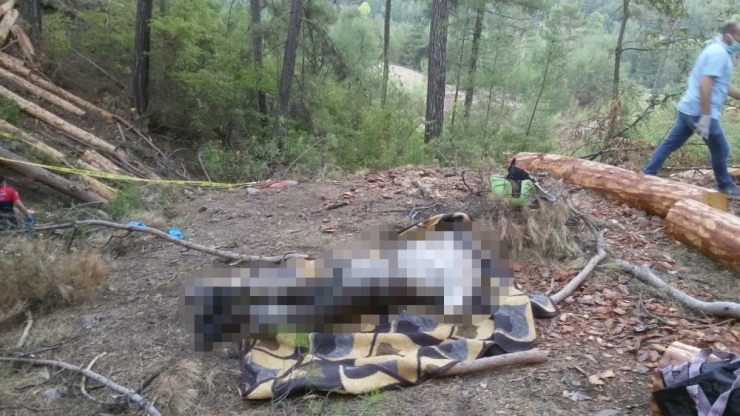 Kestiği Ağacın Altında Kaldı, Cesedi 4 Gün Sonra Bulundu