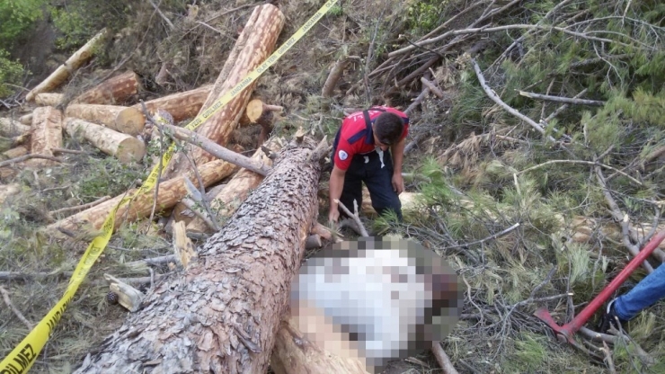 Kestiği Ağacın Altında Kaldı, Cesedi 4 Gün Sonra Bulundu