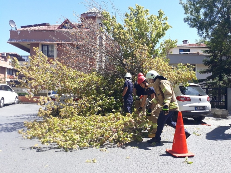 Florya’da Bir Ağaç, 3 Aracın Üzerine Devrildi